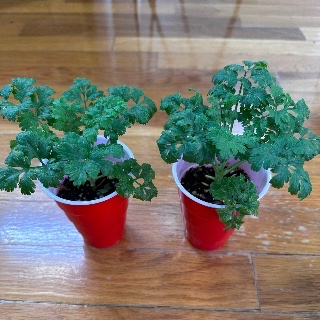 Feverfew Herb