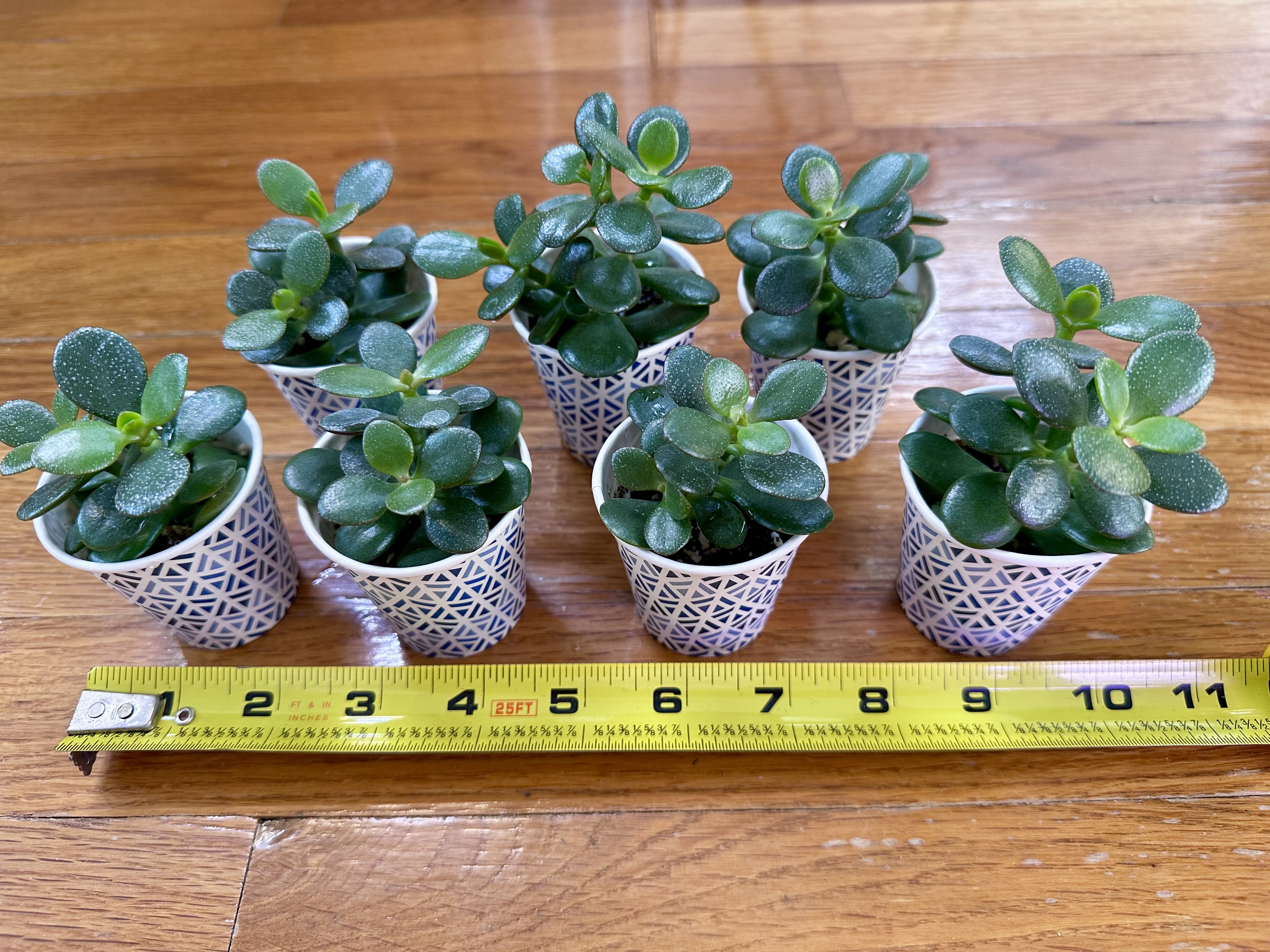 Jade Plant